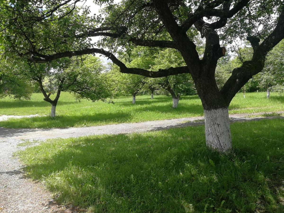 Pensiunea Mir Bran  Buitenkant foto